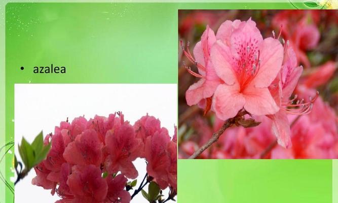 杜鹃花（以杜鹃花语探寻其代表的意义）