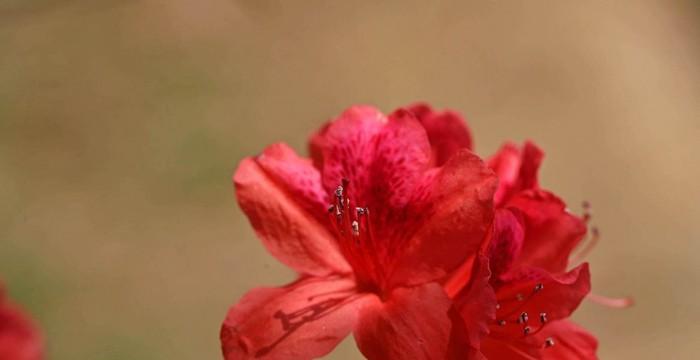 杜鹃的象征与意义（古代文化中杜鹃的寓意与象征）