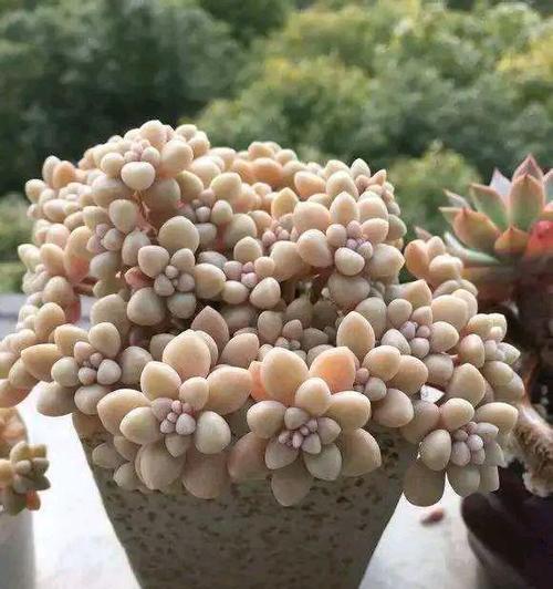 多肉的花语（以多肉代表什么花语）