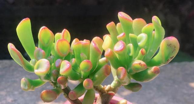 多肉的花语（以多肉代表什么花语）