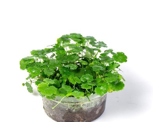 天胡荽的养殖与注意事项（打造健康）
