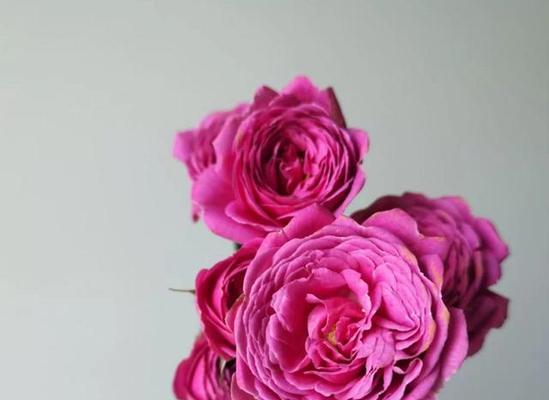 多头玫瑰的花语和寓意（多头玫瑰传递爱与祝福）