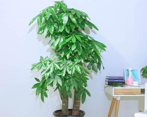 发财树的象征意义与寓意（财富与繁荣的象征——发财树）