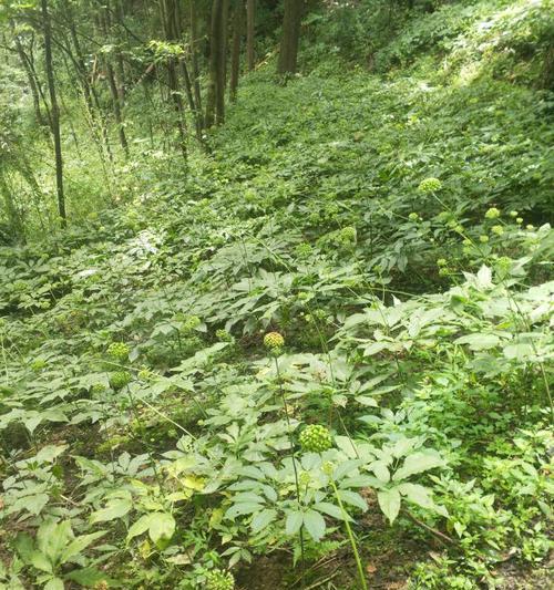 天麻的生长环境与地方条件（探究天麻的生态环境与生存之道）