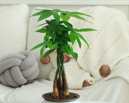 发财树的寓意与象征风水（解读发财树的象征意义）