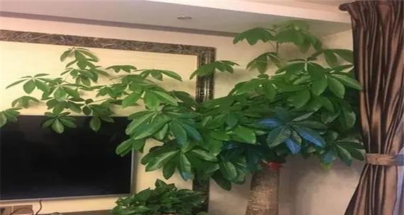 发财树的寓意与风水作用（解读发财树的象征寓意与风水学效应）