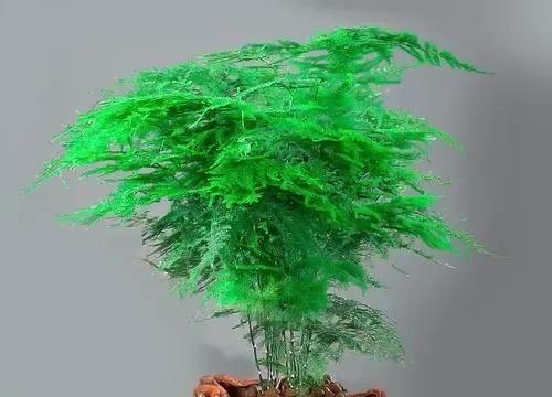 发财树花语——财富与繁荣的象征（发财树花语的寓意和传承）