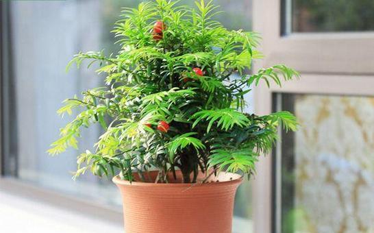 发财树花语——财富与繁荣的象征（发财树花语的寓意和传承）