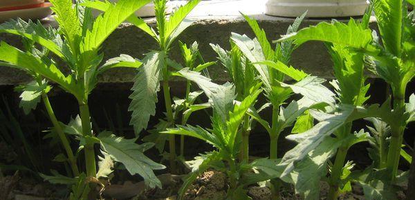 了解天麻豆，认识中药精髓（探究天麻豆的产地、形态和功效）