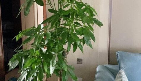 发财树开花的风水寓意（解析发财树开花的吉祥之处）