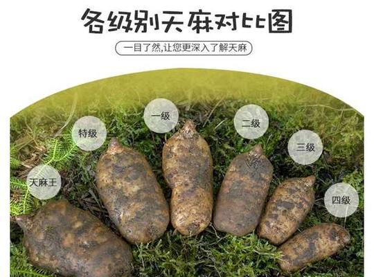 天麻种植的最佳月份（掌握最佳时机）