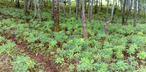 天麻种植的最佳月份（掌握最佳时机）