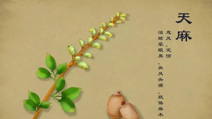 天麻的生长环境与特点（天麻栽培条件）