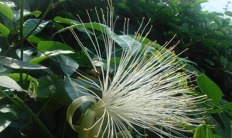 发财竹开花的花语和寓意（揭秘发财竹开花的奥秘）