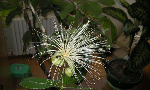 发财竹开花的花语和寓意（揭秘发财竹开花的奥秘）