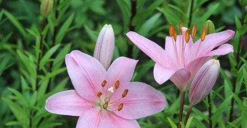 粉色百合花的寓意及象征意义（解读粉色百合花的美丽与深意）