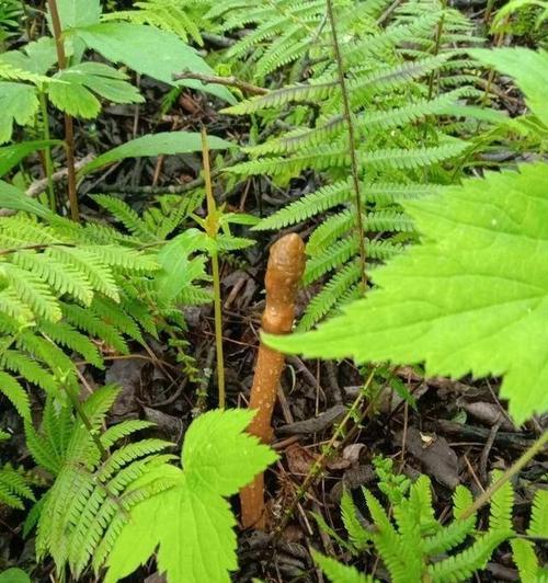 天麻的生长环境及适宜种植地方（探究天麻生长的要求和种植技巧）