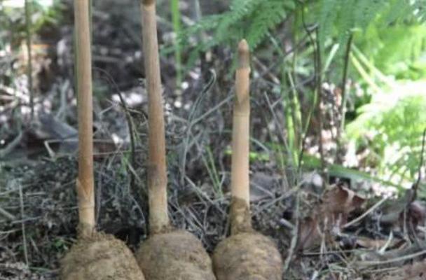 天麻的生长环境及适宜种植地方（探究天麻生长的要求和种植技巧）
