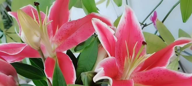 粉色百合花的花语与寓意（探索粉色百合花所传达的爱）