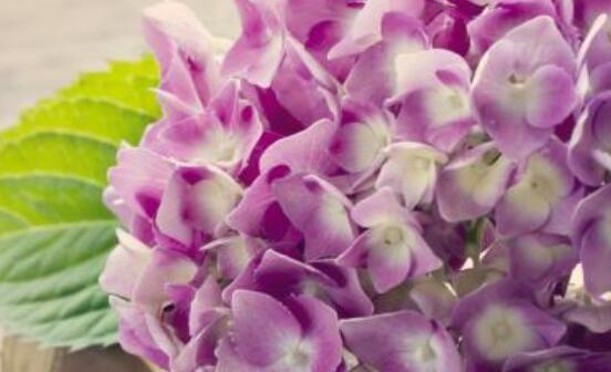 粉色花语（探索粉色花朵的浪漫之美）
