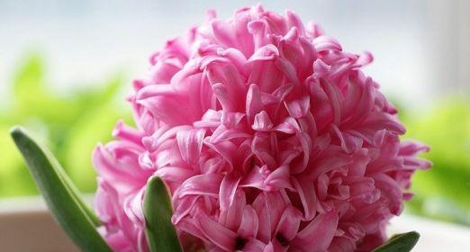粉色风信子花语及代表意义（追寻梦想之花）