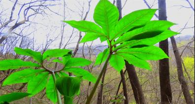 天南星，一种神秘的草本植物（探寻天南星的生长环境）