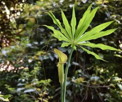 天南星，一种神秘的草本植物（探寻天南星的生长环境）