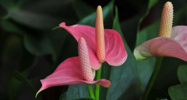 粉掌花语的深刻意义（探索粉掌花语的内涵和象征）