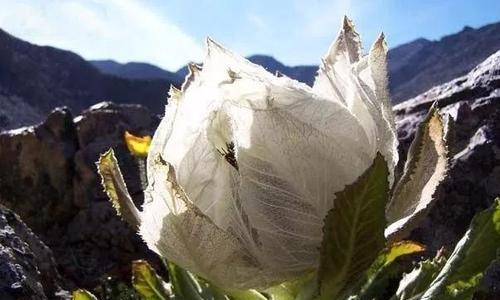 探究天山雪莲的生长环境条件及特点（环境因素对天山雪莲的影响及其生长特点的描绘）