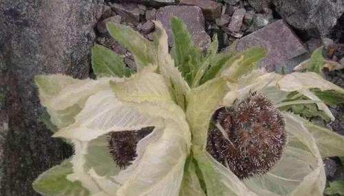 保护天山雪莲，守护珍稀物种（国家重点保护植物的特殊身份）