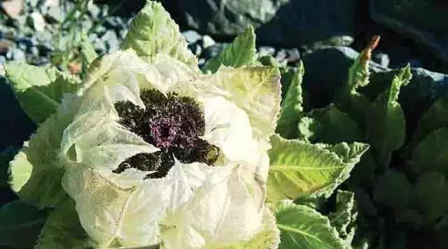 保护天山雪莲，守护珍稀物种（国家重点保护植物的特殊身份）