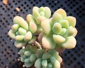 如何养殖好看的天使之泪多肉（从选种到管理）