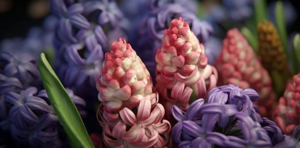风信子的花语和寓意（风信子）