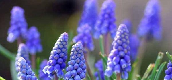 风信子的花语和寓意（风信子）