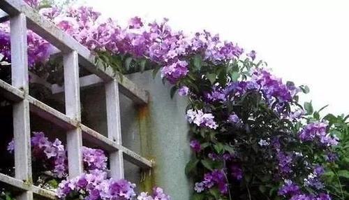 打造花园般的天台生活（打造花园般的天台生活）