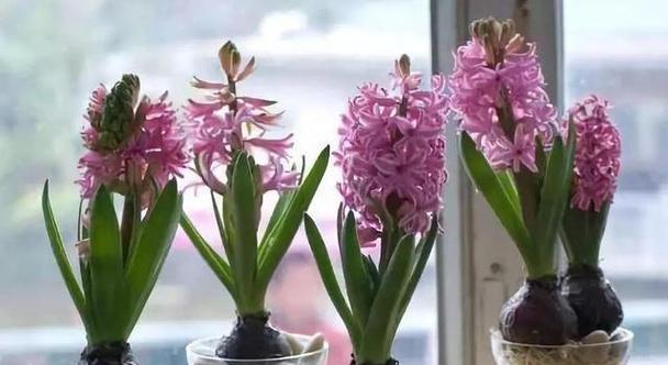 风信子开花的预示与意义（揭开风信子盛开时的象征之谜）