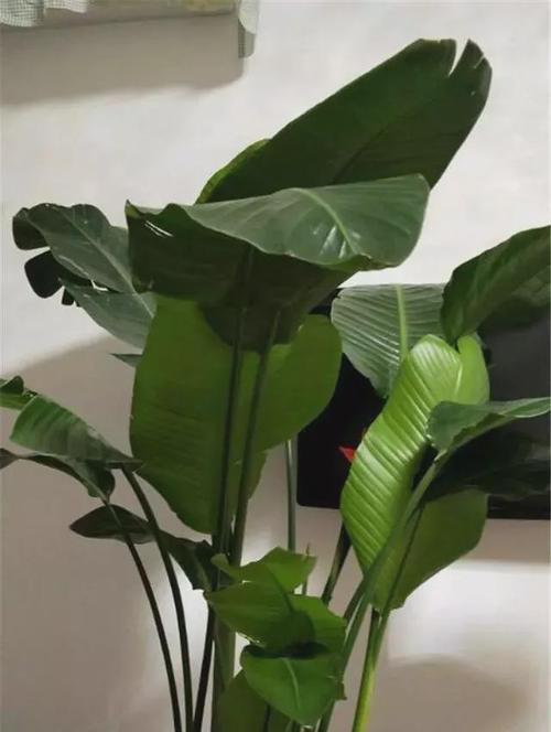 如何正确浇水养护天堂鸟（天堂鸟浇水技巧与注意事项）