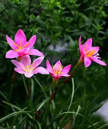 风雨花（探索风雨花的花语和寓意）