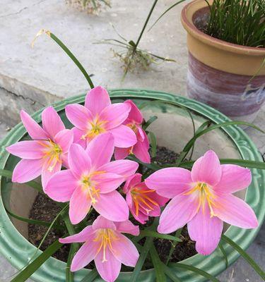 风雨兰的花语与寓意（一朵坚韧向上之花的花语揭秘）