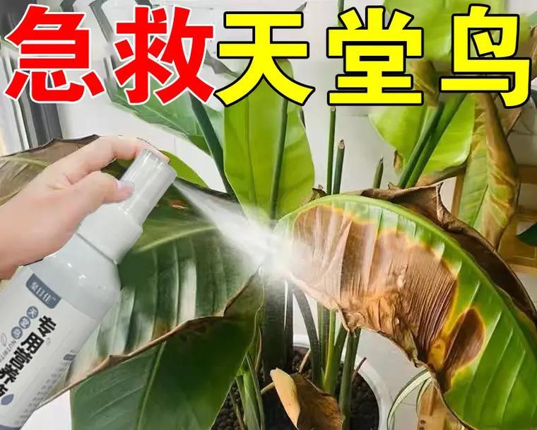 天堂鸟的根系（探究天堂鸟根系的秘密）