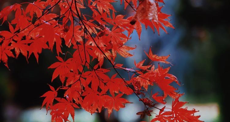 枫叶的象征意义及文化传承（枫叶）