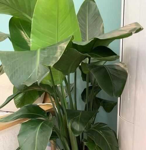 天堂鸟浇水时间和正确方法（让你的天堂鸟茁壮成长）