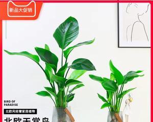 如何在家水养天堂鸟（分享天堂鸟水养心得）