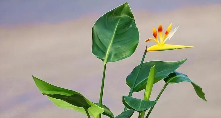 天堂鸟的太阳浴时间（探究天堂鸟的太阳浴习惯）