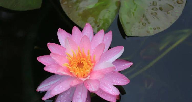 佛莲花的象征意义（探寻佛教文化中的莲花之美）