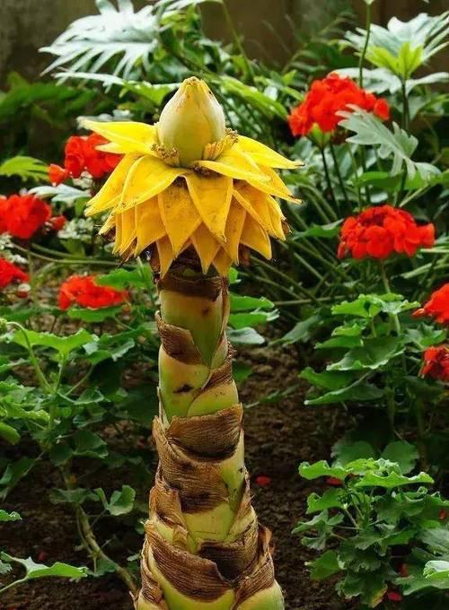 佛莲花的象征意义（探寻佛教文化中的莲花之美）