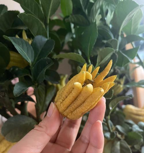 佛手的象征意义及文化传承（佛手的神圣象征与文化寓意）