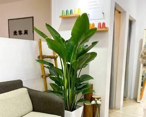 天堂鸟在客厅的理想放置位置（打造现代舒适的客厅装饰风格）