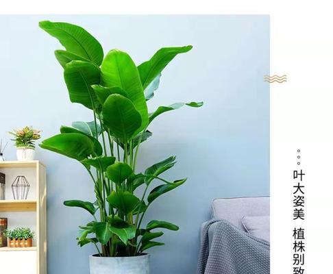 天堂鸟的最佳展示地点（打造梦幻园林）
