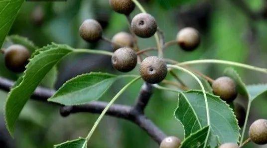 甘棠的象征意义与深刻寓意（探究甘棠在文化中的独特地位与情感寄托）